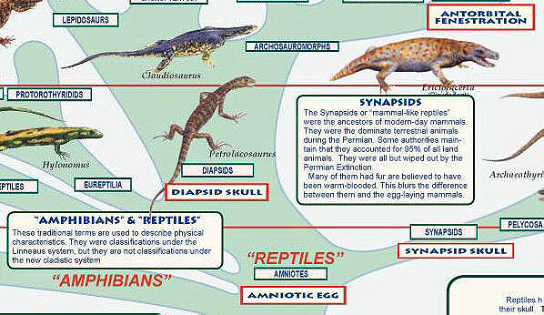 Milestones of Vertebrate Evolution - Extraordinary Poster by Feenixx  Publishing