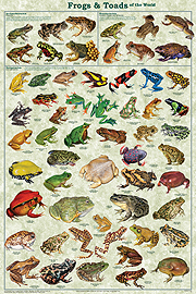 Frogs and Toads Poster