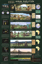 Human Evolution Poster