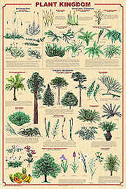 Plant Kingdom Poster