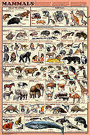 Mammal Orders Poster