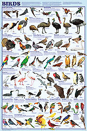 Bird Orders Chart