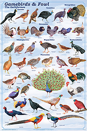 gamebirds and fowl