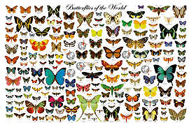 Butterflies of the World Poster