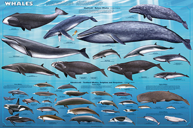 Whale Poster