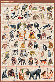 Primates Posters