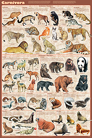 Carnovora Poster