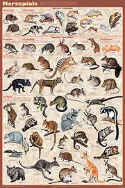 Marsupials Poster