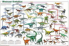 Dinosaur Evolution Poster