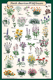 Plant Posters