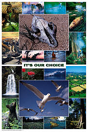 Ecology Poster