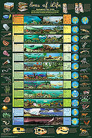 Geological Time Chart