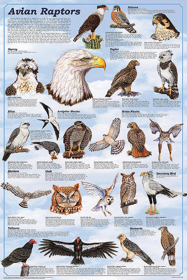 Avian Raptors - the Birds of Prey. Beautiful poster from Feenixx Publishing