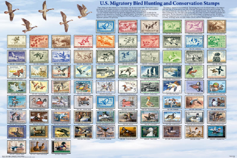 Duck stamp poster