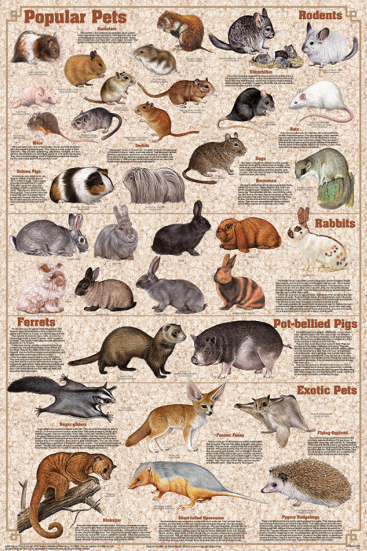 Cats of the World Poster