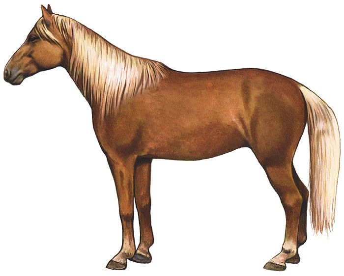 Kentucky Mountain Horse