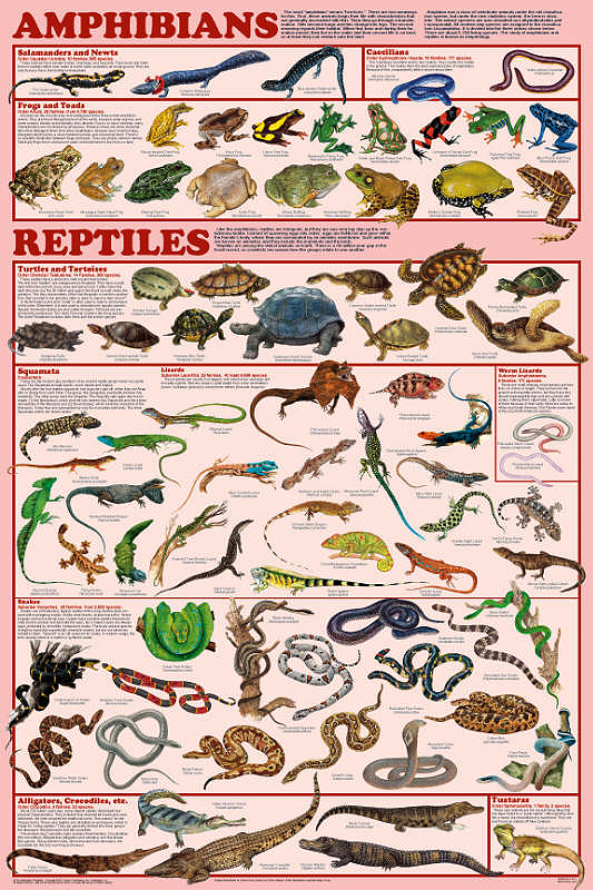 Amphibians and Reptiles Poster