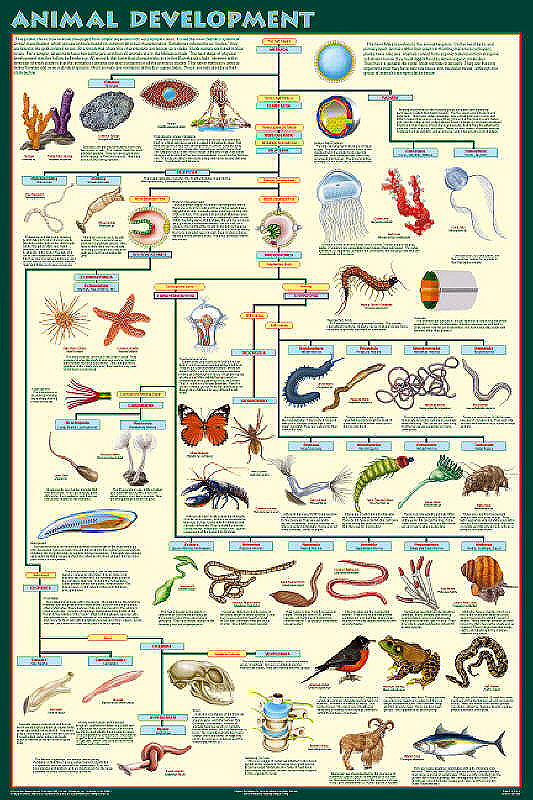 Animal Phyla Characteristics Chart