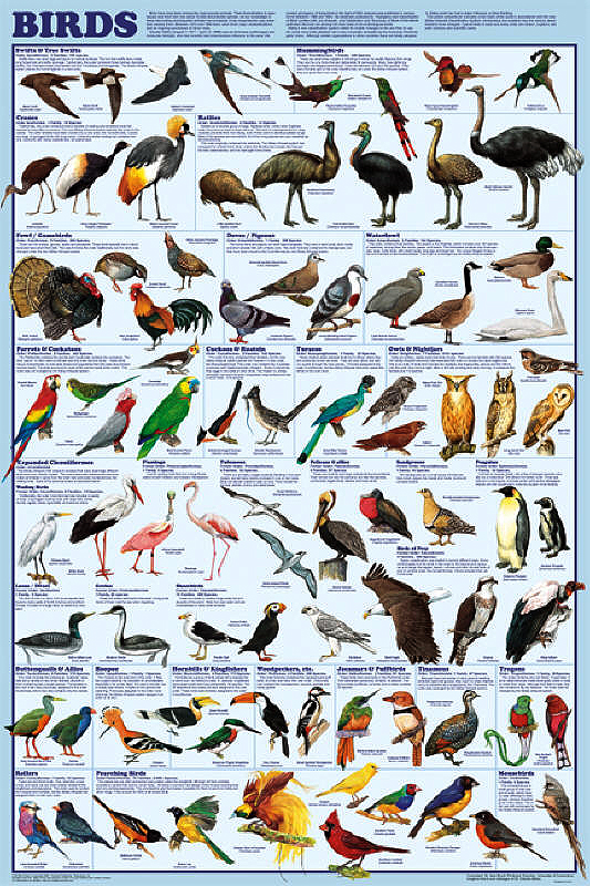 North American Bird Chart