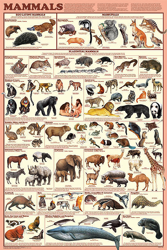 Animal Order Chart