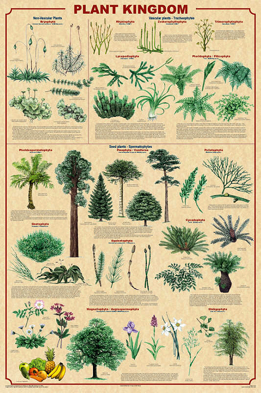 Plant Kingdom poster from Feenixx Publishing