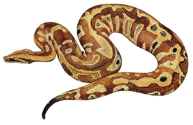 Python curtus snake