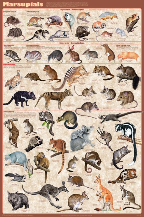Marsupials poster - animals with pouches - all families presented - Feenixx