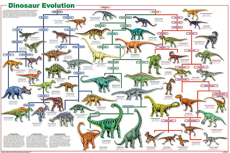 Dinosaur Evolution Poster