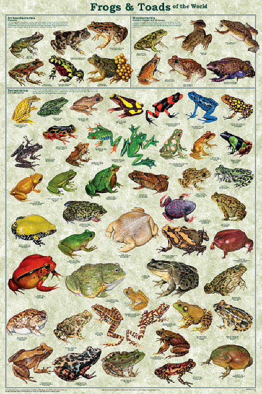 list of toad species