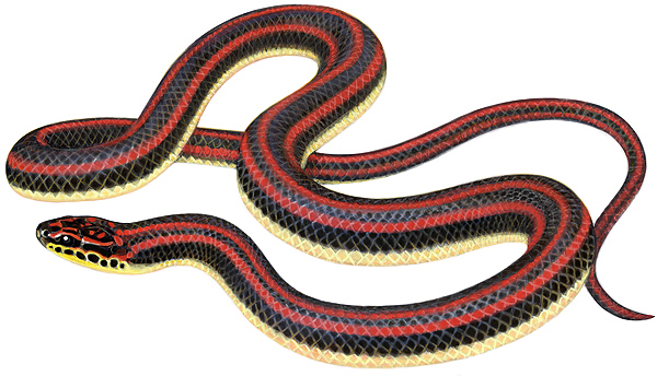 Farancia erytrogramma - Rainbow Snake