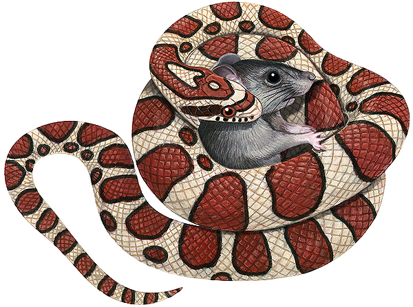 Lampropeltis triangulum - Milk Snake