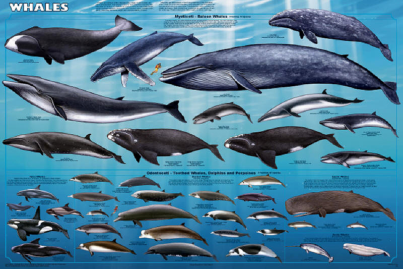 Whales Poster