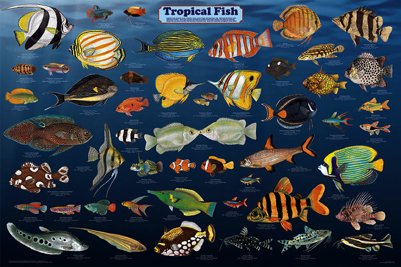 Tropical Fish Poster